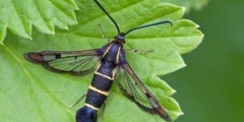 Kako se riješiti staklene vitrine na ribizlu - mjere kontrole, lijek